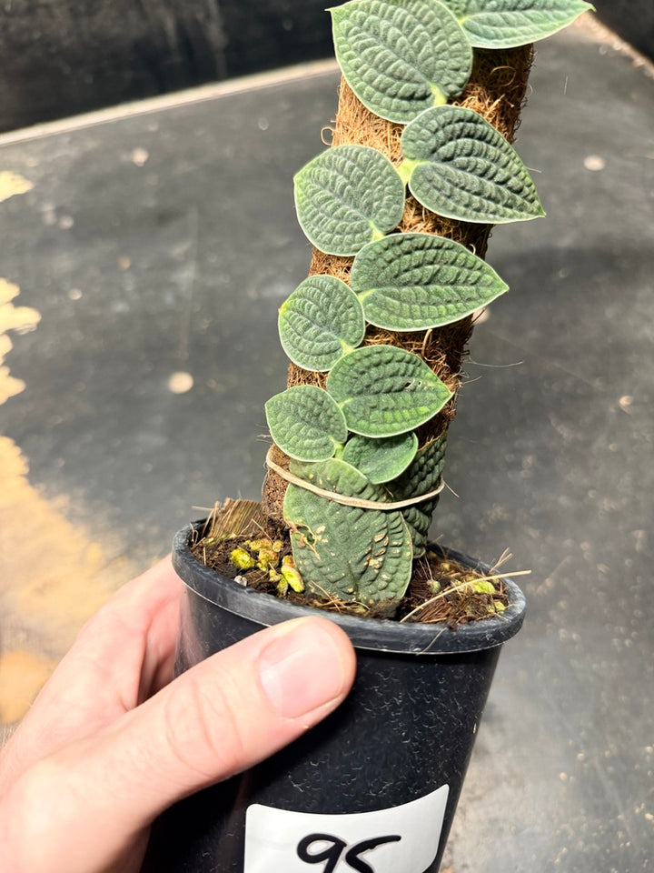 Handpicked #95 - Rhaphidophora Versteegii Totem - 100mm Pot