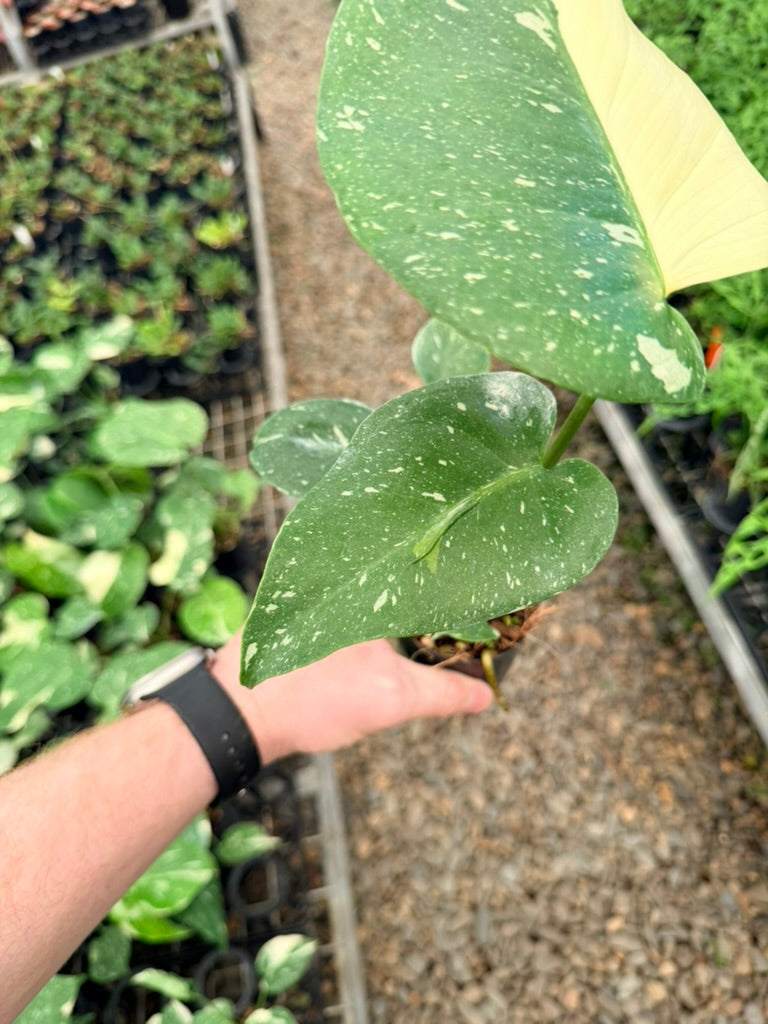 Handpicked #55 - Monstera Deliciosa - Thai Constellation