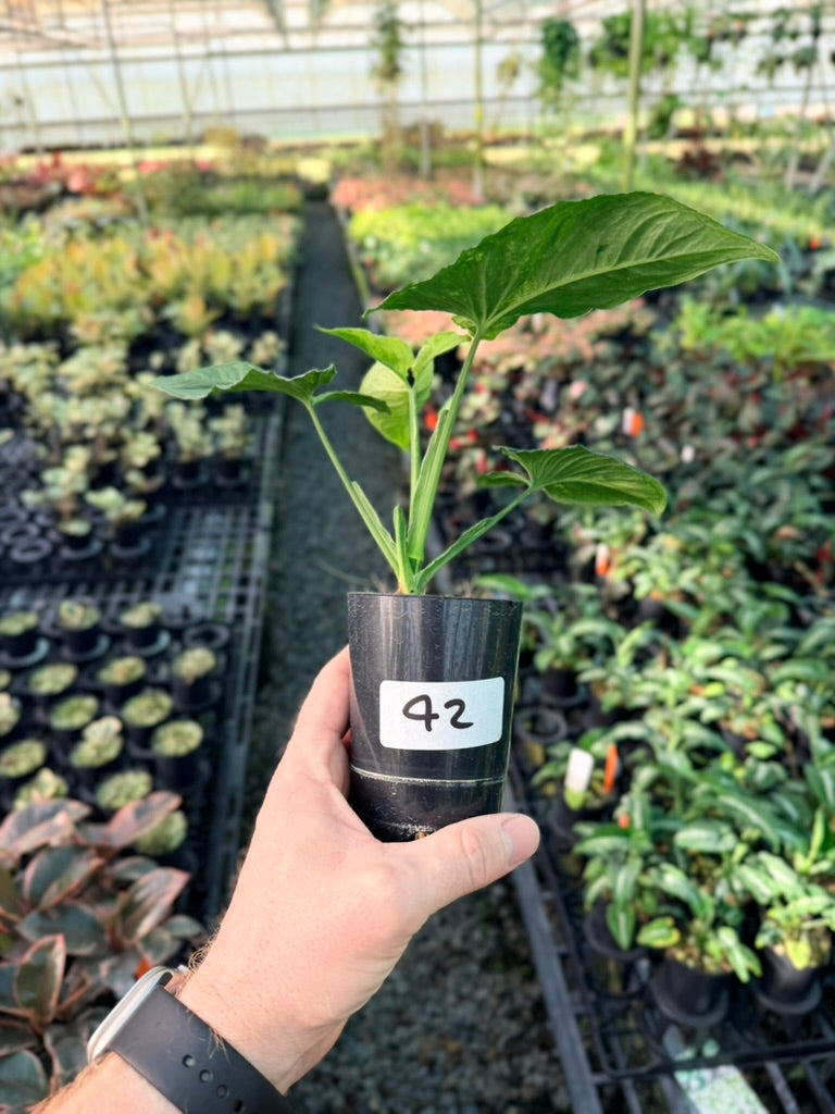 Handpicked #42 - Syngonium Wendlandii - Scrambled Eggs