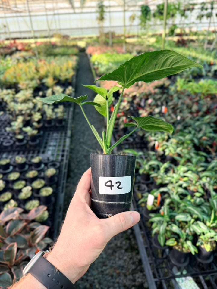 Handpicked #42 - Syngonium Wendlandii - Scrambled Eggs