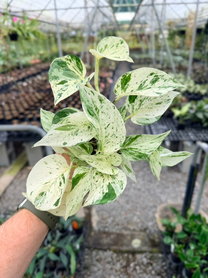Epipremnum Aureum - Marble Queen