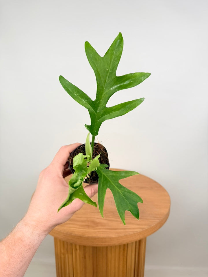 Philodendron Distantilobum