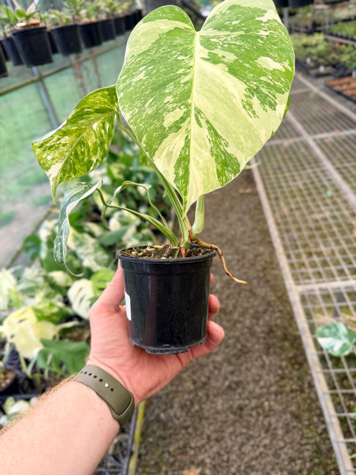 Handpicked #138 - Monstera Deliciosa Borsigiana Variegated Albo