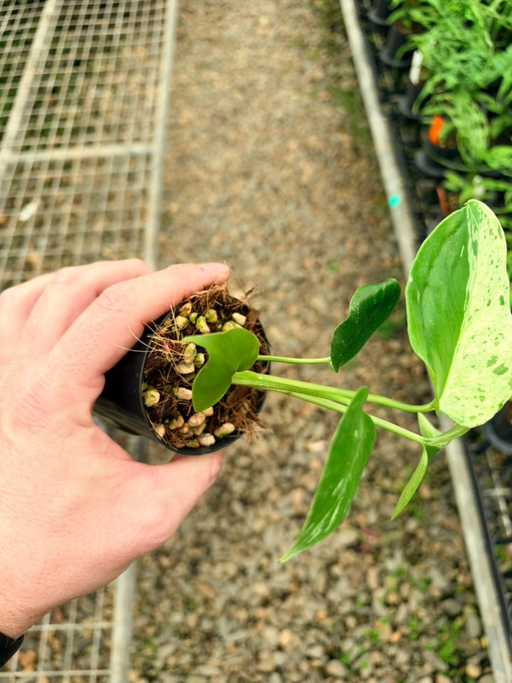Handpicked #65 - Monstera Deliciosa - Bulbasaur