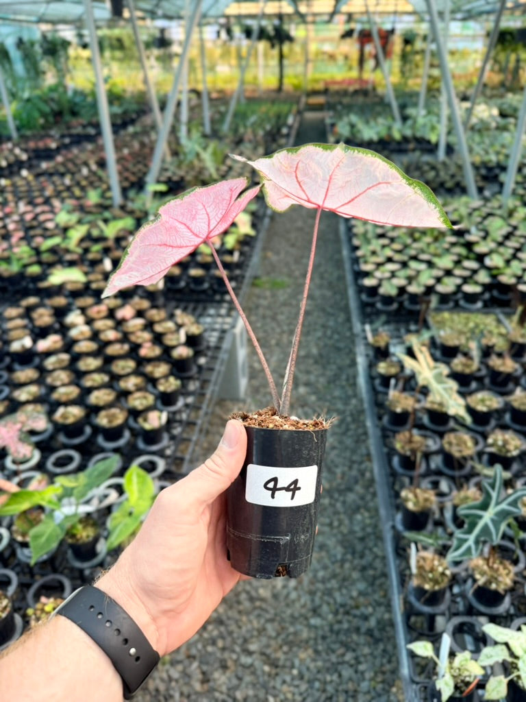 Handpicked #44 - Caladium Bicolor - Apple Blossom