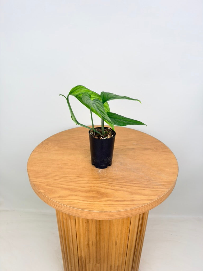 Monstera Obliqua - Filamentous