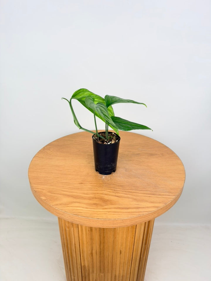 Monstera Obliqua - Filamentous