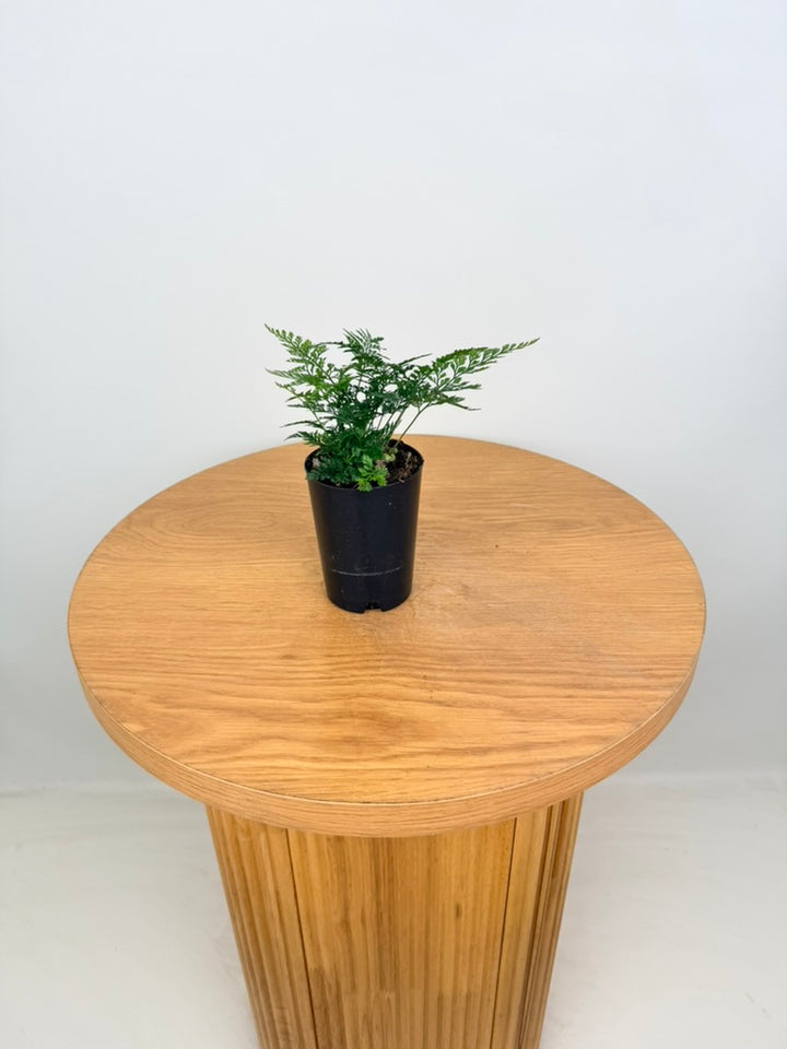 Humata Tyermannii - White Rabbit's Foot Fern