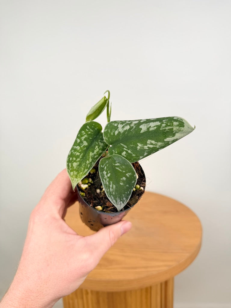 Scindapsus Pictus - Silvery Ann