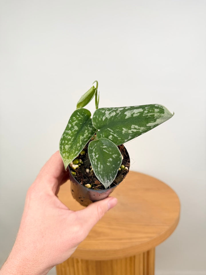Scindapsus Pictus - Silvery Ann