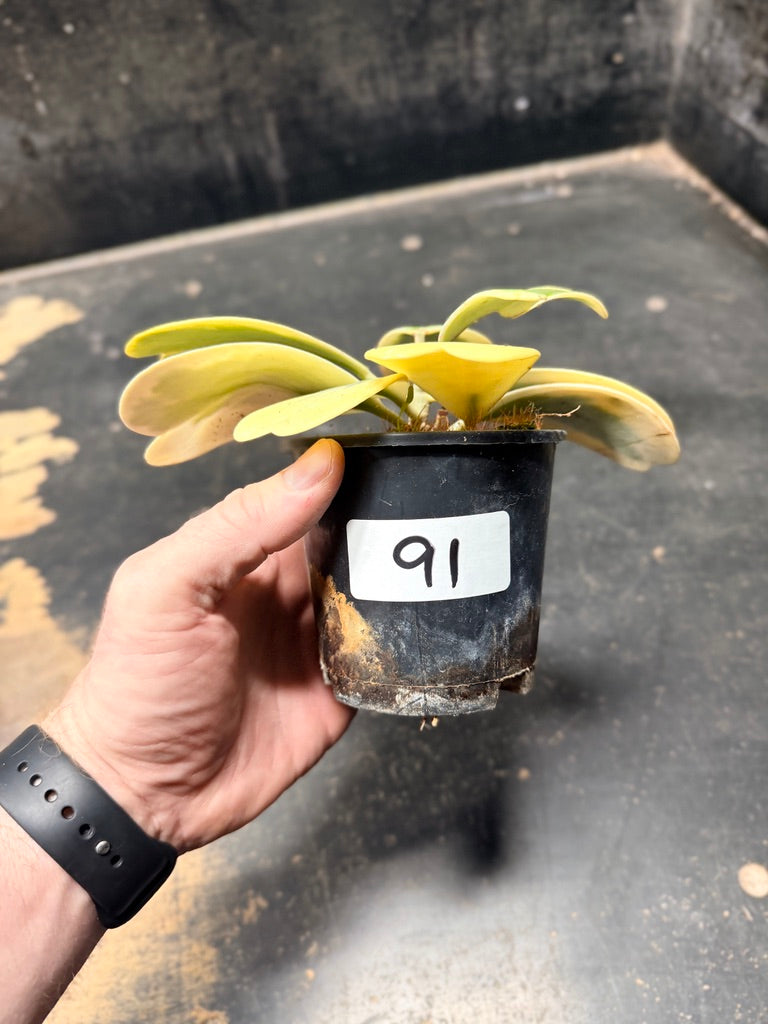 Handpicked #91 - Hoya Kerrii Albomarginata - 100mm Pot