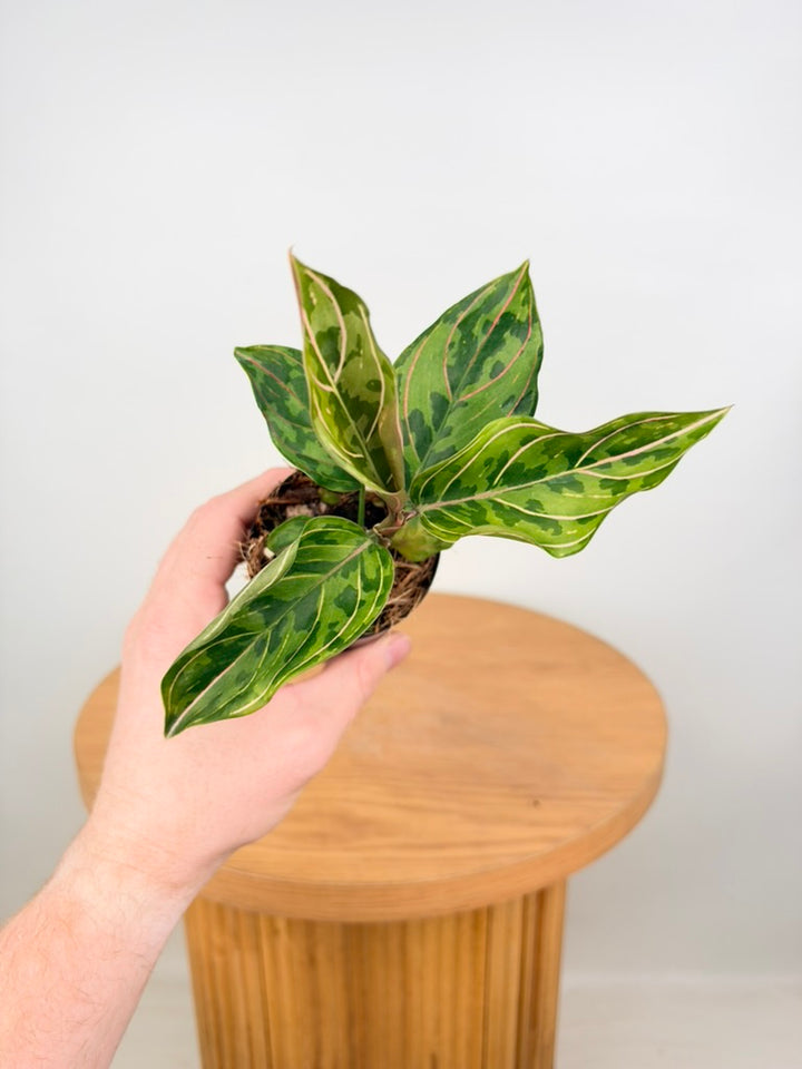 Aglaonema Pictum Tricolour X Aglaonema Rotundum - Red Army