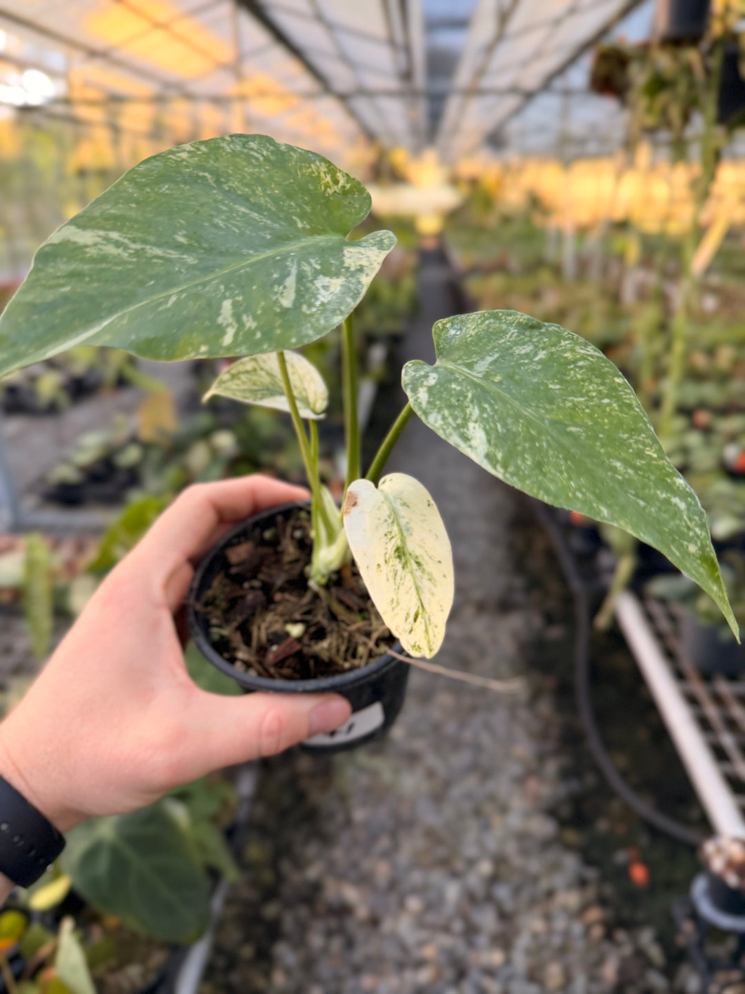 Handpicked #171 - Monstera Deliciosa Mint