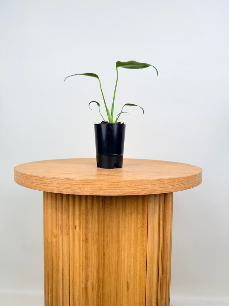 Monstera Burle Marx Flame