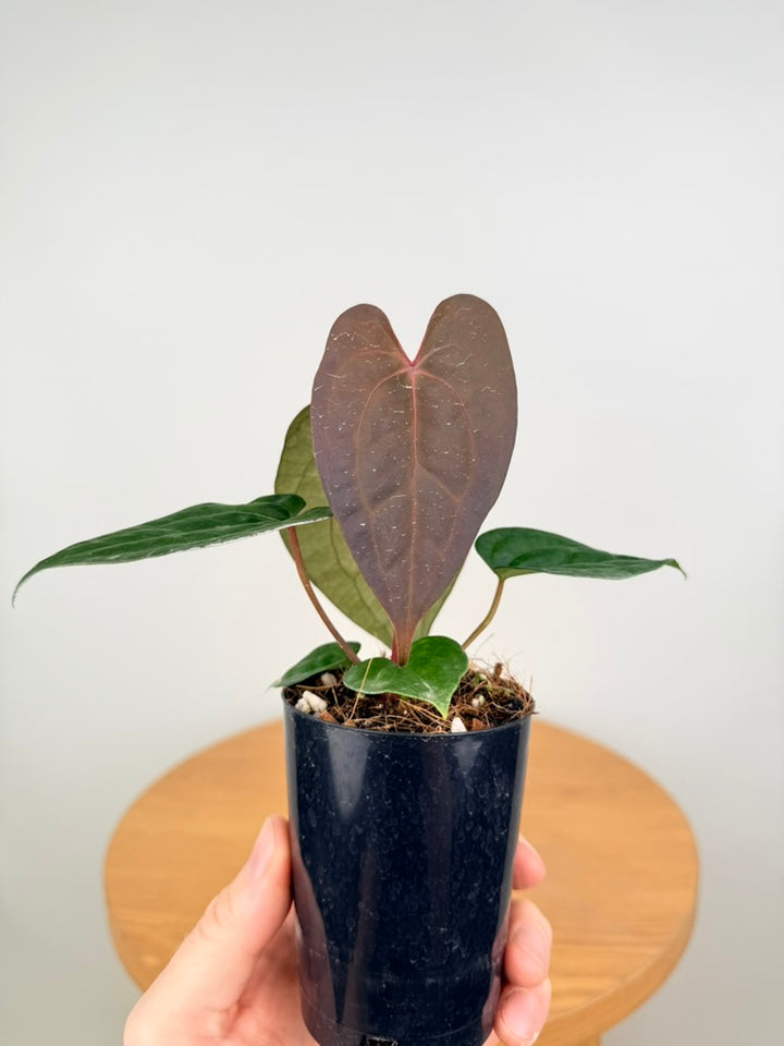 Anthurium Ace of Spades X Anthurium Papillilaminum