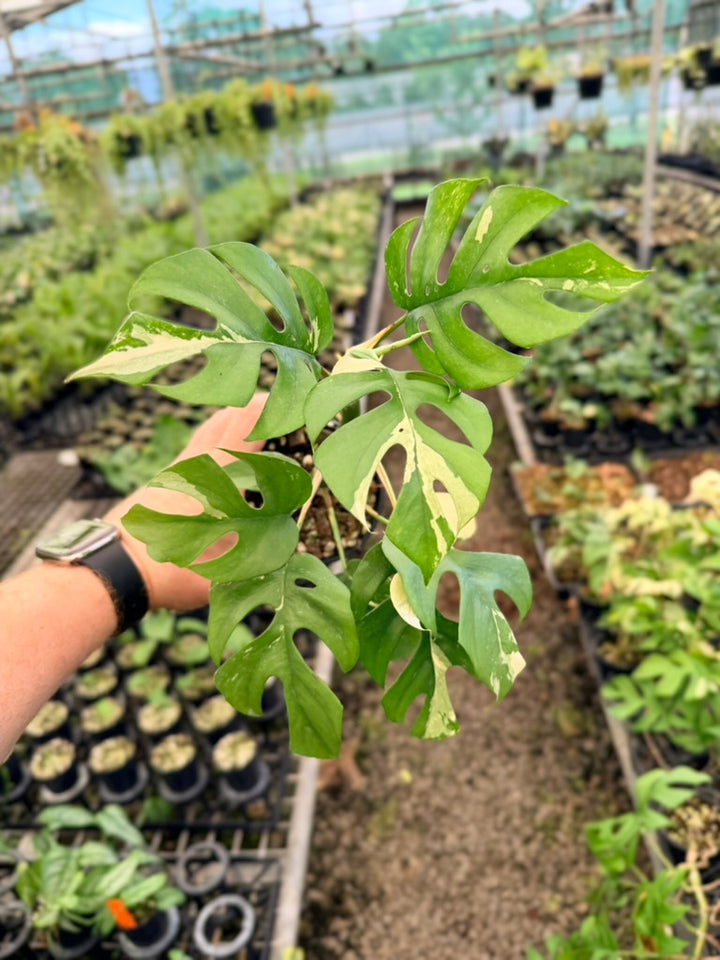 Handpicked #15 - Rhaphidophora Tetrasperma Variegata Albo