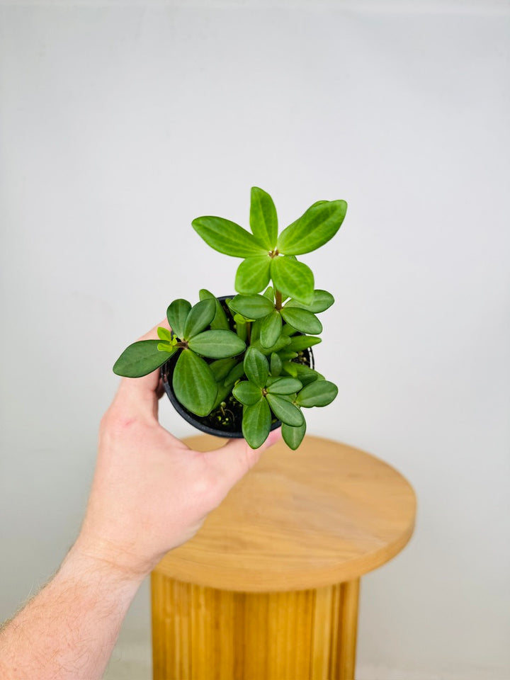 Peperomia Kimnachii