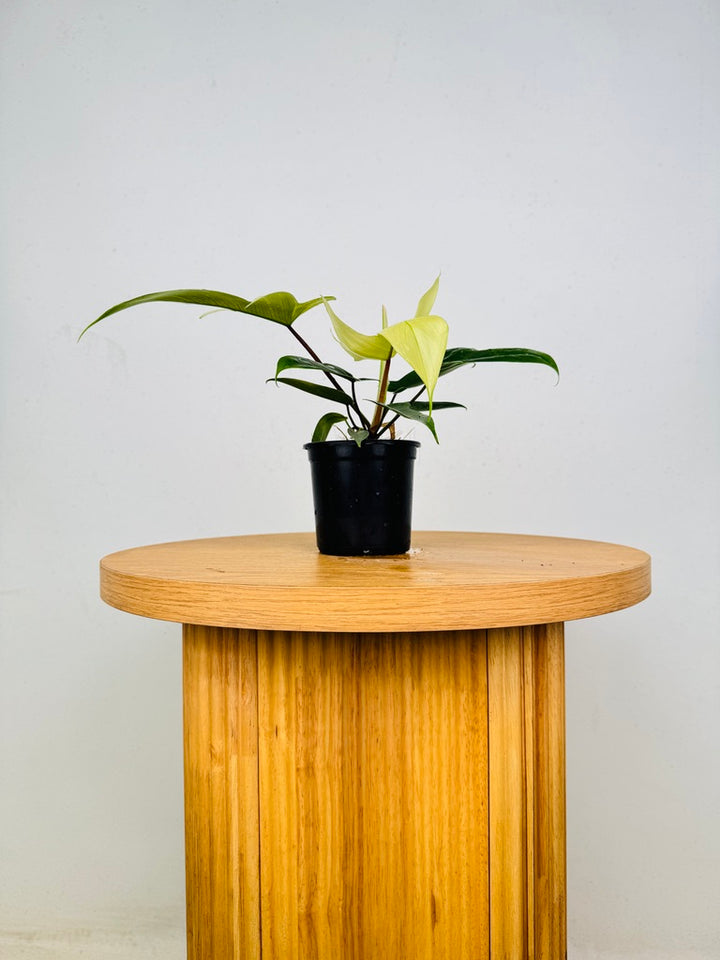 Philodendron Pedatum - Florida Ghost