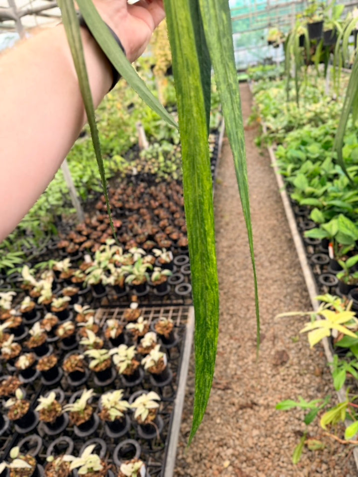 Handpicked #18 - Anthurium Vittariifolium Variegata
