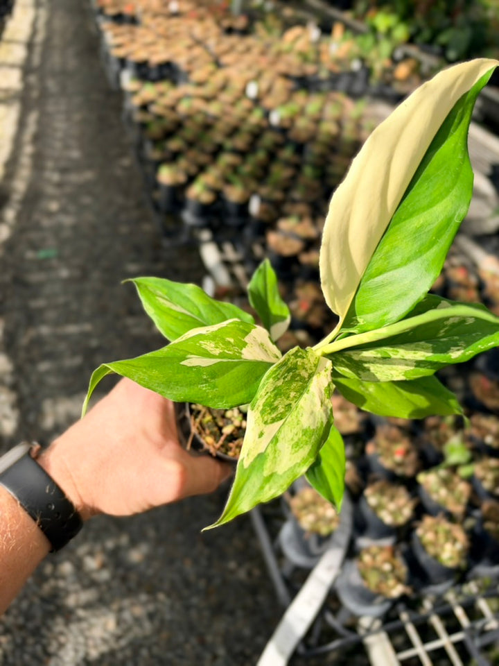 Handpicked #74 - Aglaonema Modestum Variegata