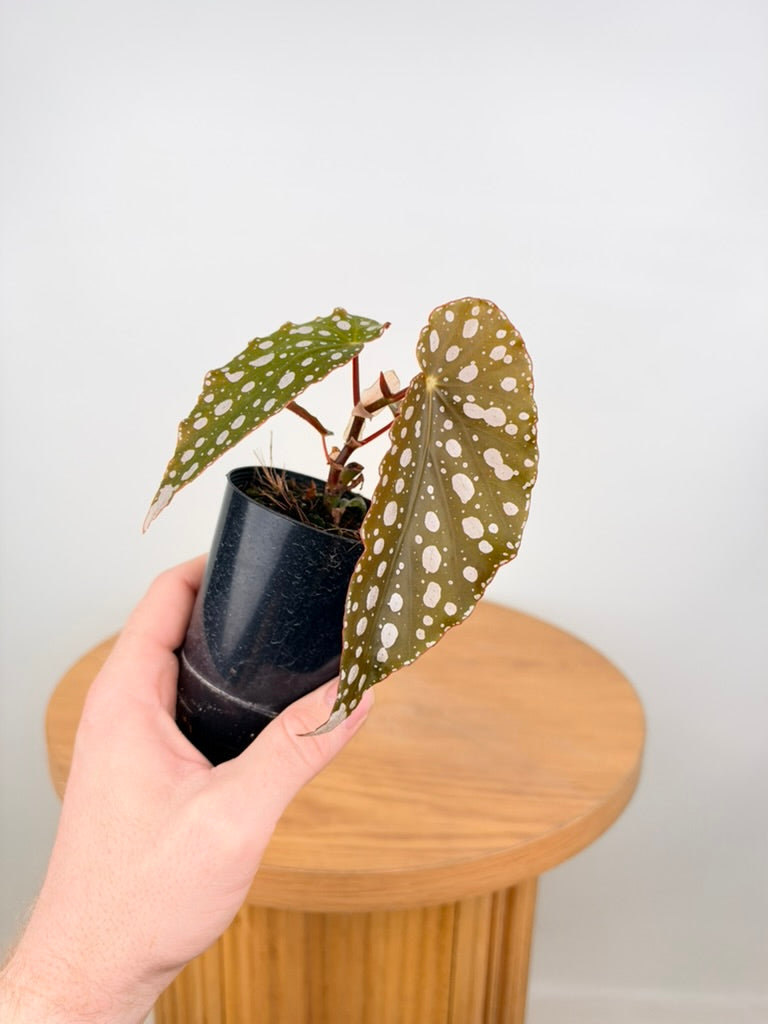 Begonia Maculata