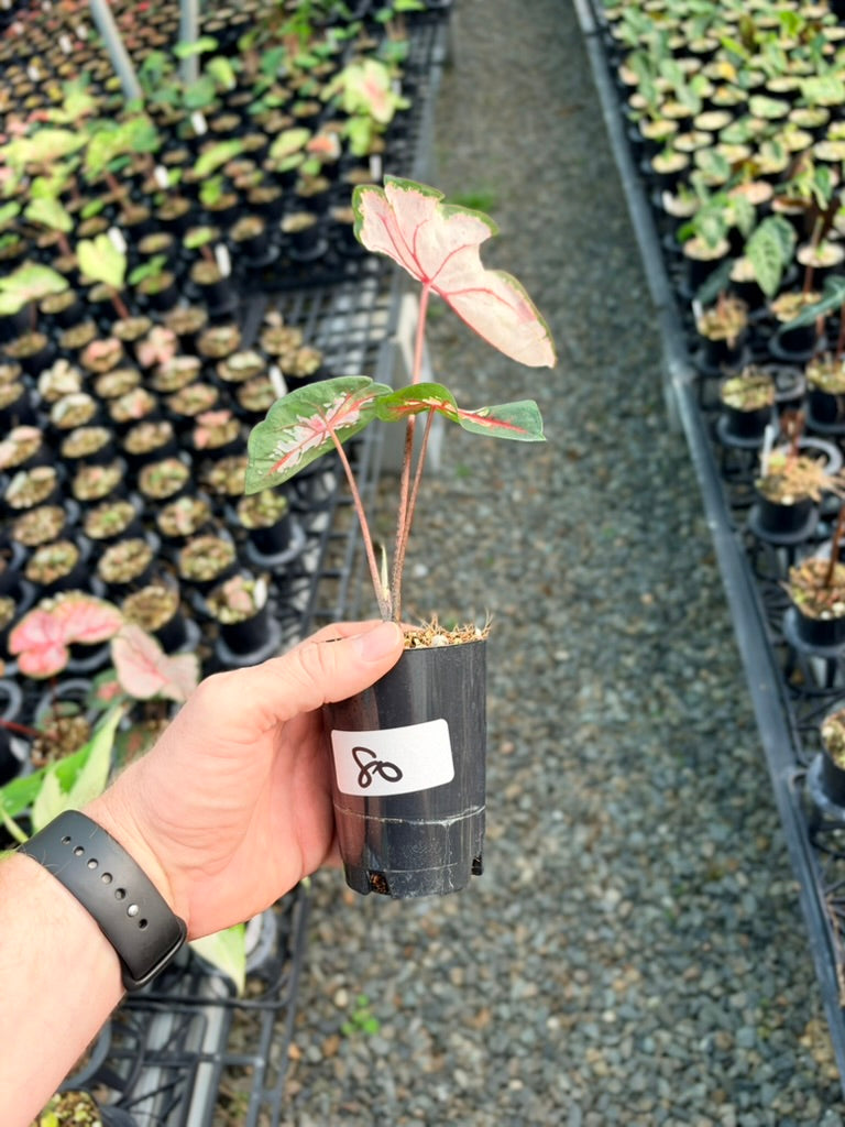 Handpicked #80 - Caladium Bicolor - Apple Blossom