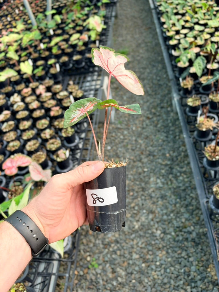 Handpicked #80 - Caladium Bicolor - Apple Blossom