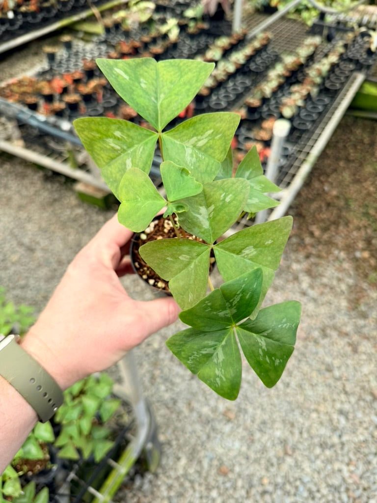 Oxalis Triangularis - Irish Mist