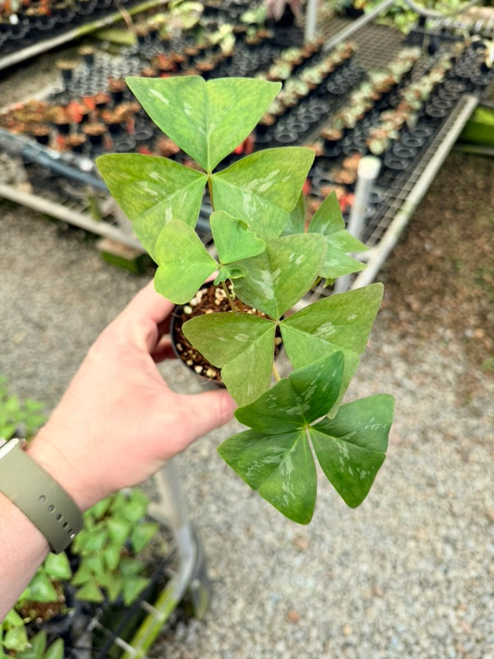 Oxalis Triangularis - Irish Mist