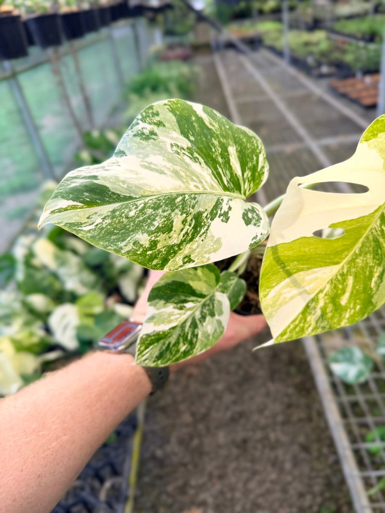 Handpicked #140 - Monstera Deliciosa Borsigiana Variegated Albo