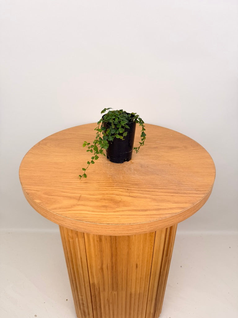 Ficus Pumila - Minima