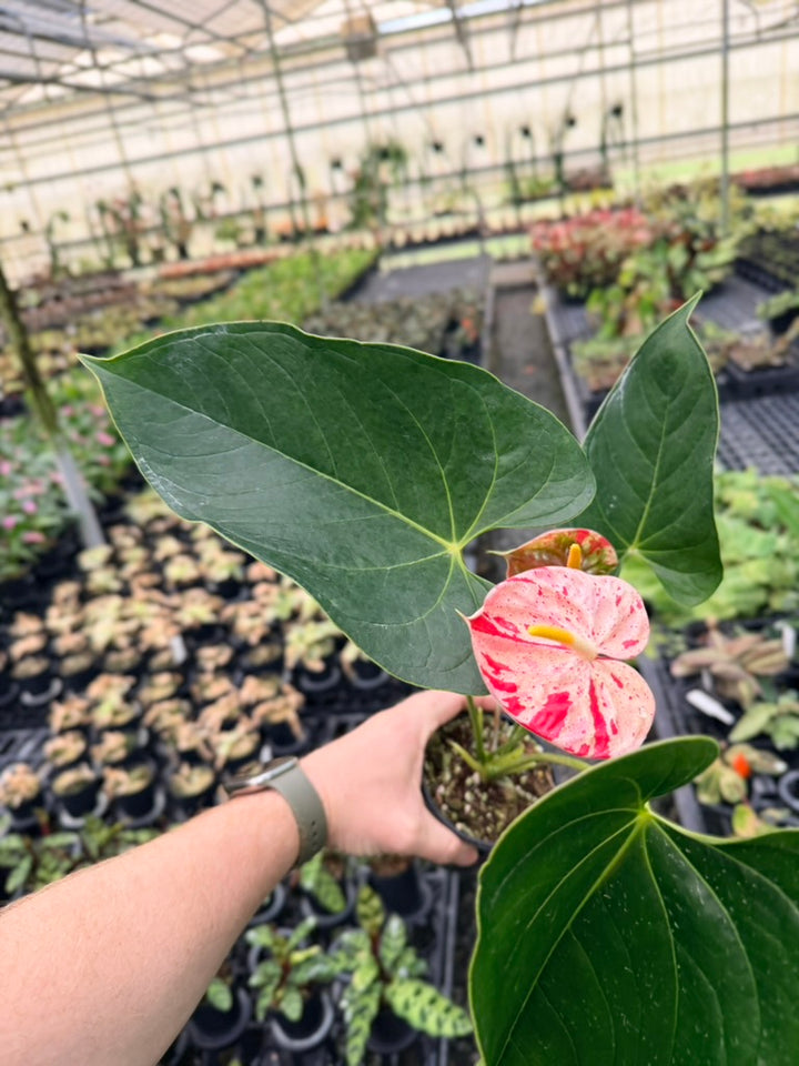 Handpicked #21 - Anthurium Andraeanum - Shibori