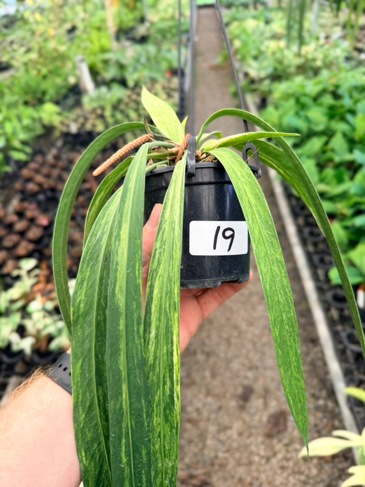 Handpicked #19 - Anthurium Vittariifolium Variegata