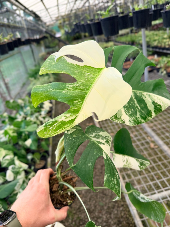 Handpicked #131 - Monstera Deliciosa Borsigiana Variegated Albo