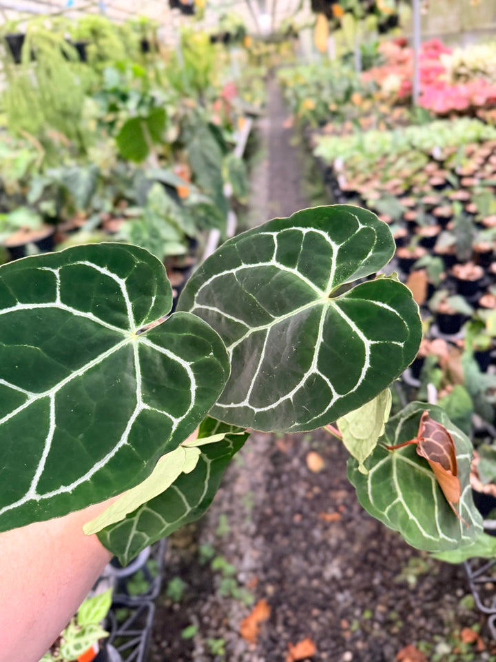 Handpicked #137 - Anthurium Crystallinum - Multi Headed