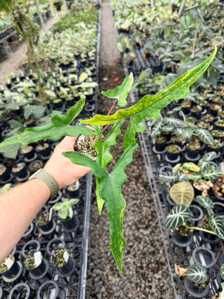 Handpicked #23 - Alocasia sp Sulewasi 'Sabrina Narrow' - Aurea Variegata