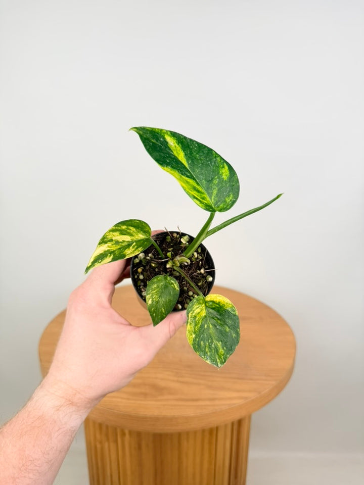 Epipremnum Pinnatum - Yellow Flame