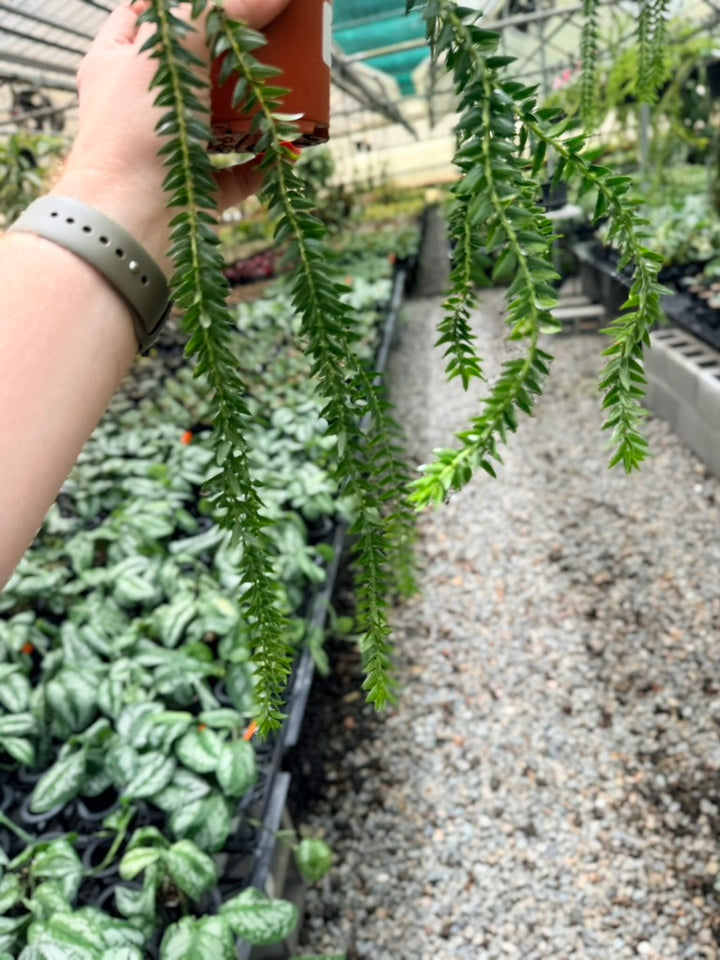 Handpicked #32 - Phlegmariurus Phlegmarioides X Phlegmariurus Ledermannii - Tassel Fern