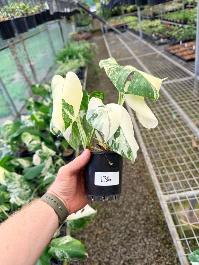 Handpicked #136 - Monstera Deliciosa Borsigiana Variegated Albo