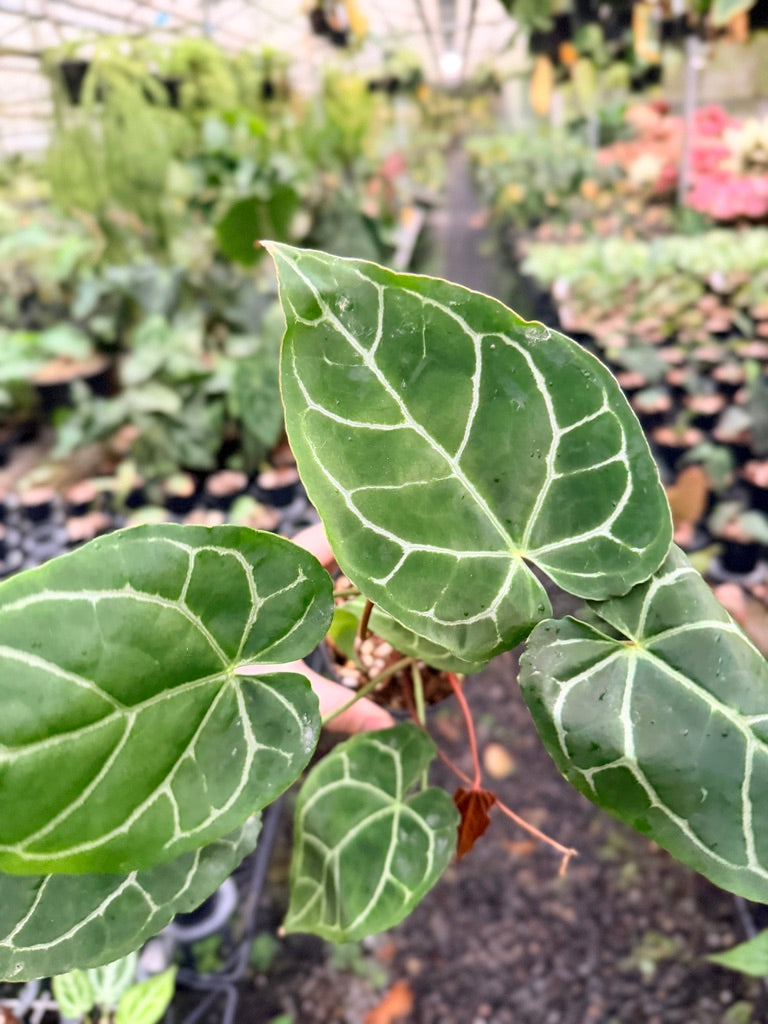 Handpicked #140 - Anthurium Crystallinum - Multi Headed
