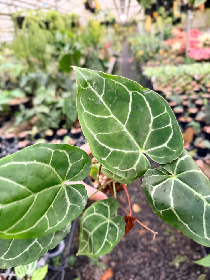 Handpicked #140 - Anthurium Crystallinum - Multi Headed