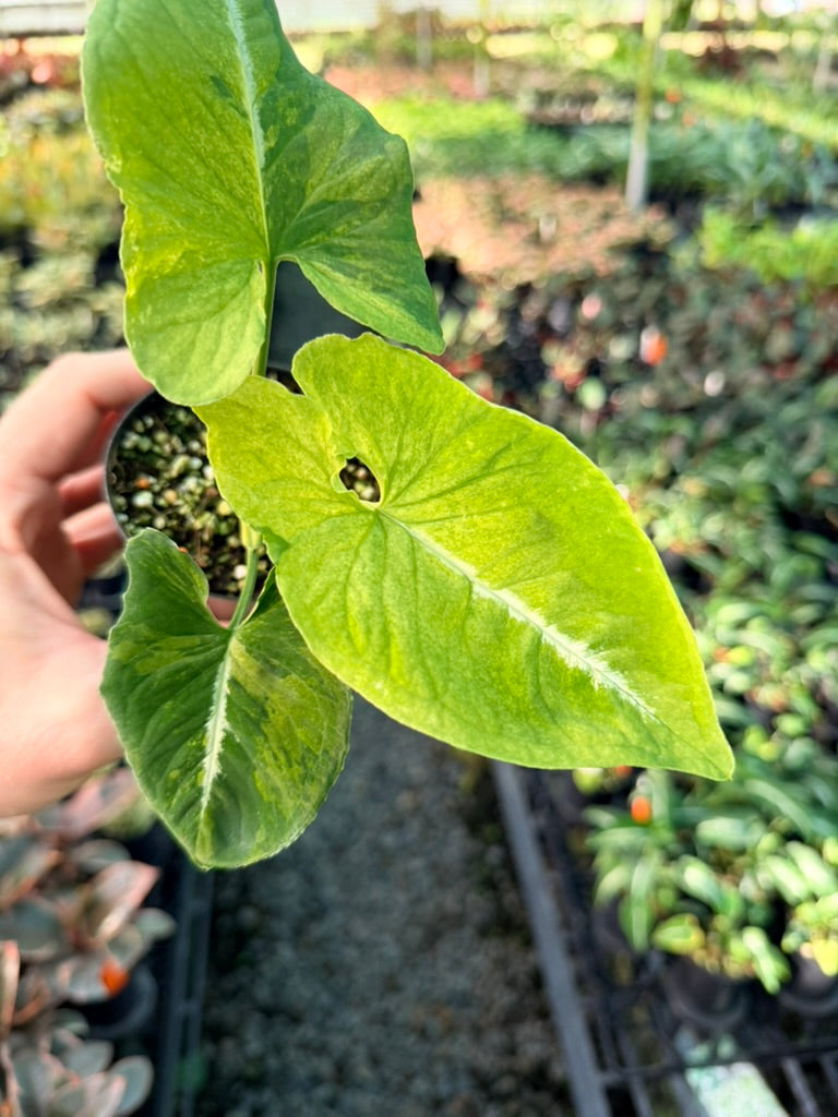 Handpicked #41 - Syngonium Wendlandii - Scrambled Eggs