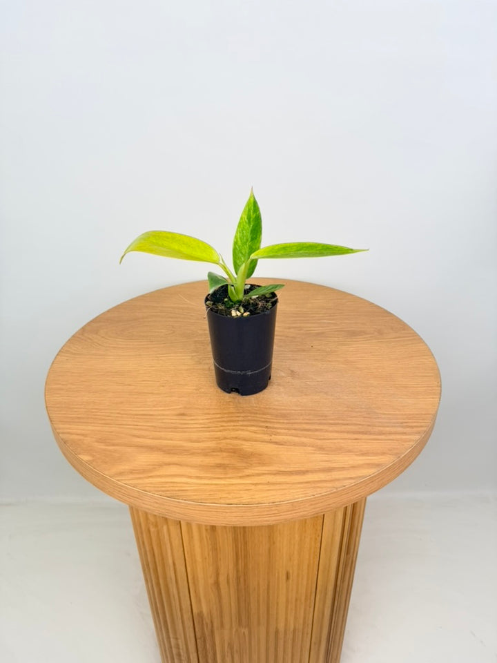 Philodendron Erubescens - Lemon Twist