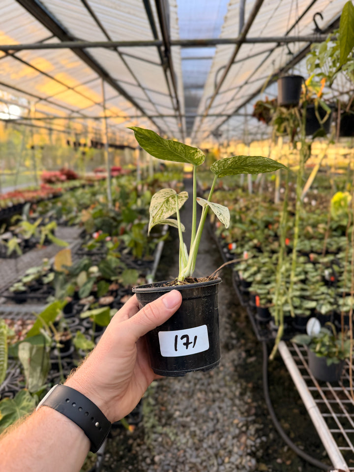 Handpicked #171 - Monstera Deliciosa Mint