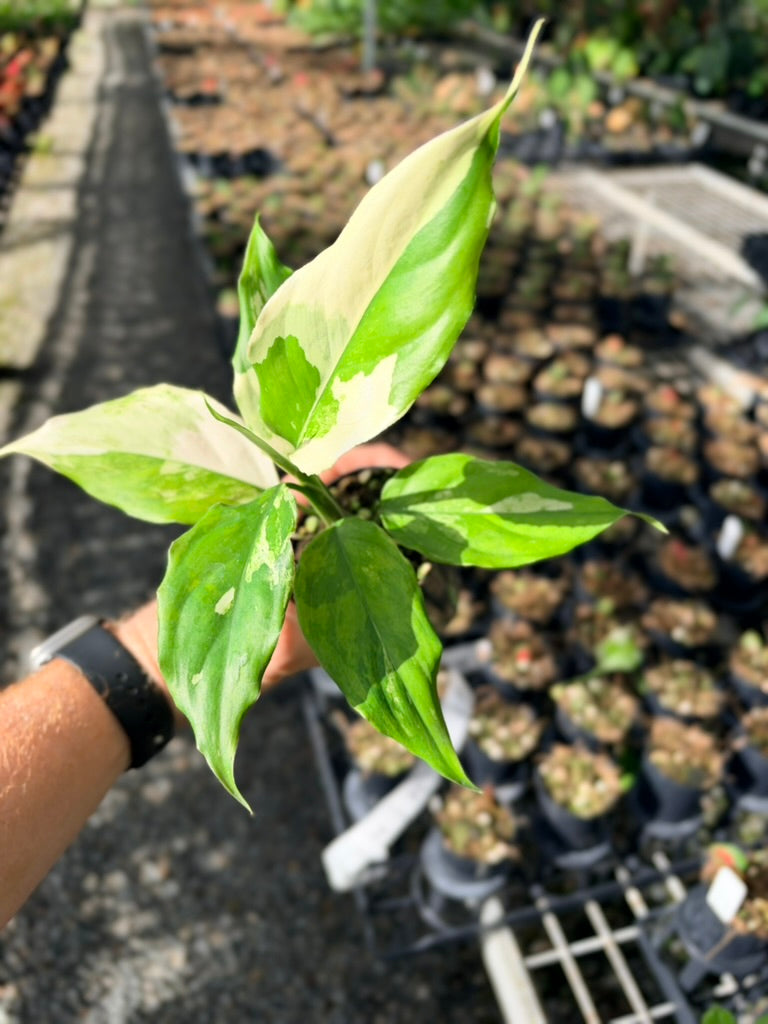 Handpicked #73 - Aglaonema Modestum Variegata