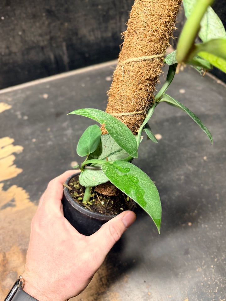 Handpicked #100 - Rhaphidophora Hongkongensis Mint Totem - 100mm Pot