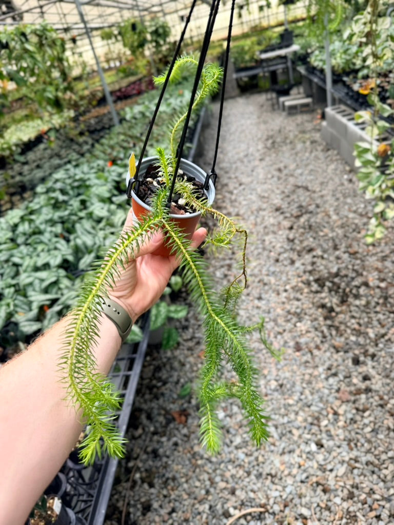 Handpicked #38 - Phlegmariurus squarrosus [Huperzia Squarrosa] - QLD Fine Rock Tassel Fern