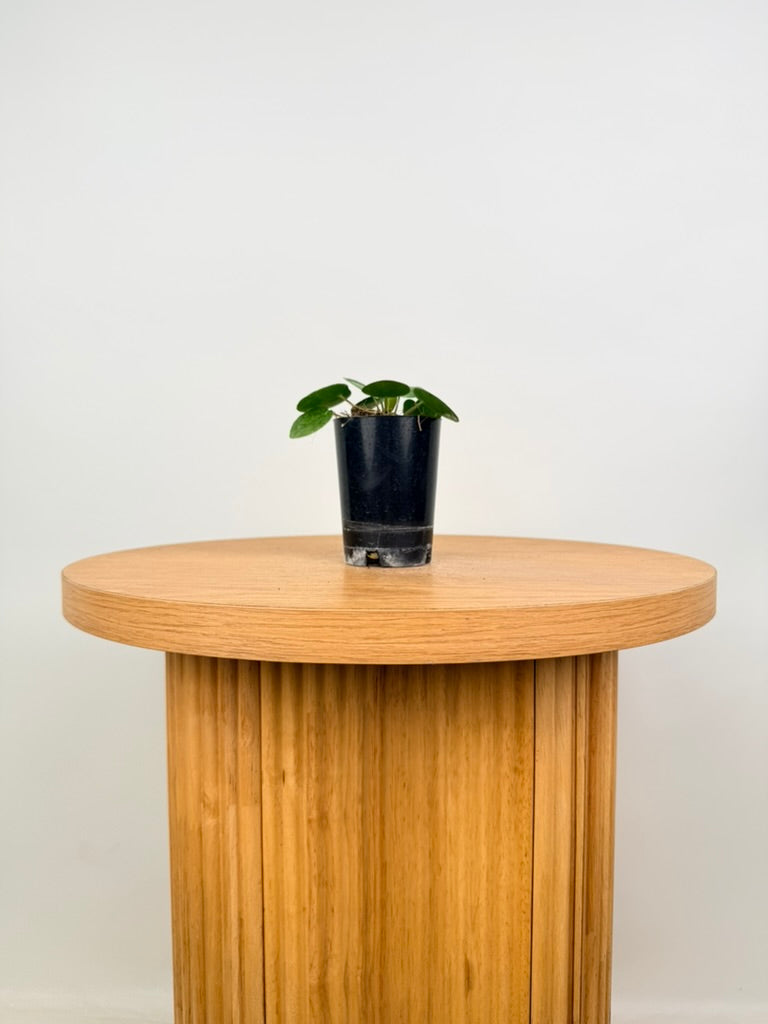 Pilea Peperomioides