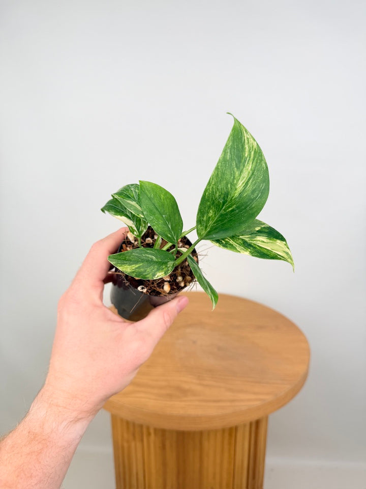 Monstera Lechleriana Variegata