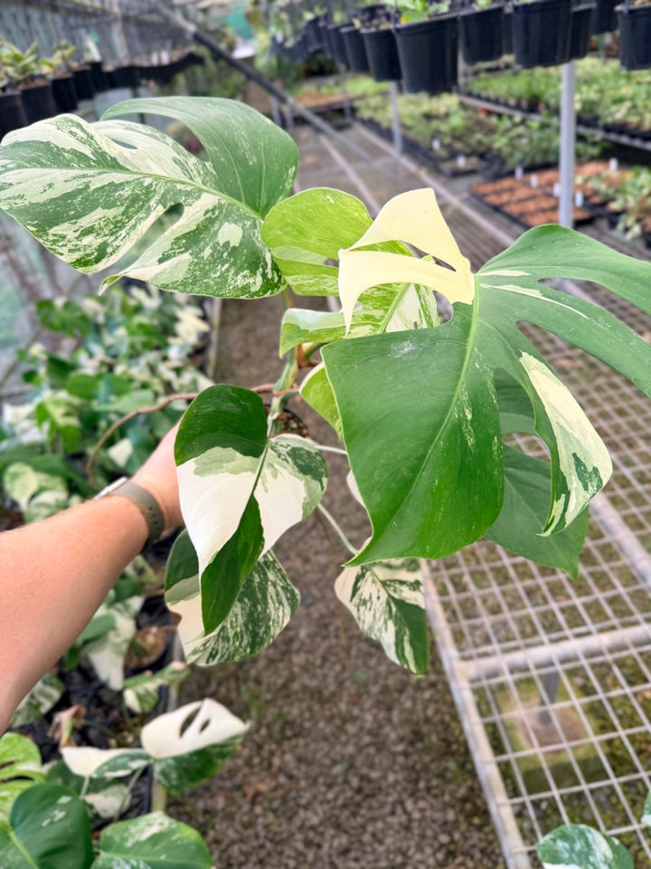 Handpicked #132 - Monstera Deliciosa Borsigiana Variegated Albo